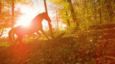 慢慢的运动，冷光闪烁着，寂静：日出时分，一匹野马在秋天的五彩斑斓的森林里漫步。金色的秋夜，阳光照耀着沿着长满树叶的小径小跑的种马.